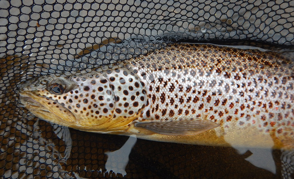 Brown trout