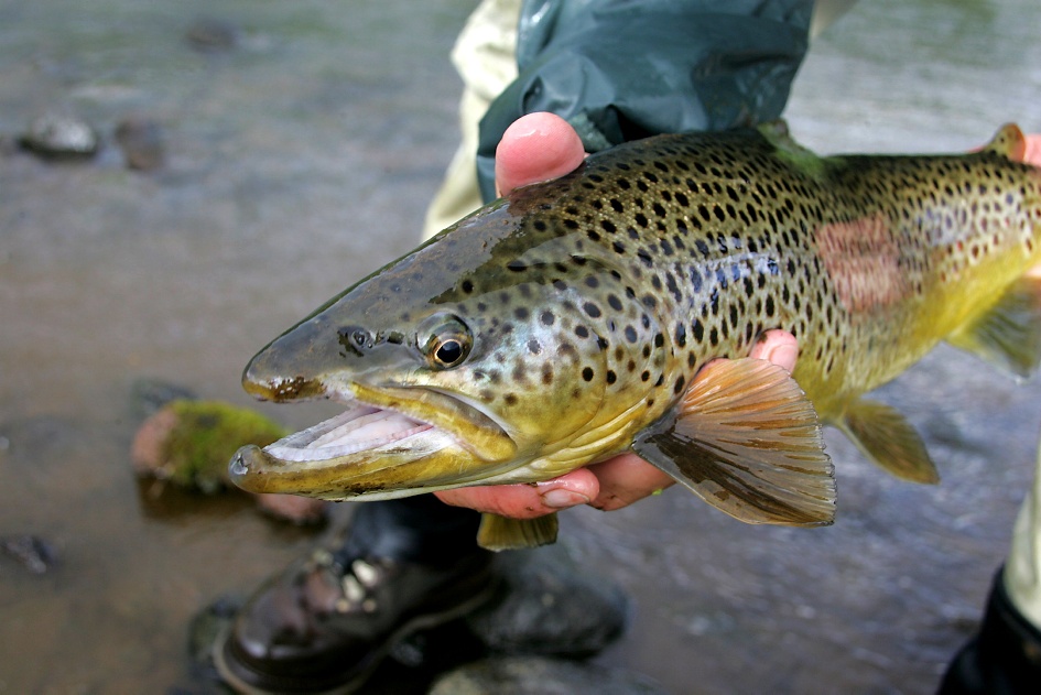 Brown trout - Day tours