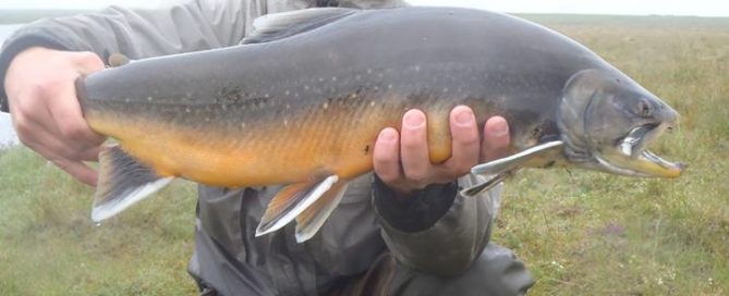 Arctic Char